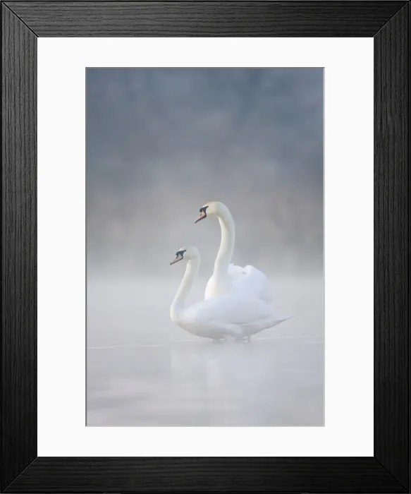 Framed Print : Mute Swans - Pair in courtship behaviour - Back-lit early morning mist rising from the water - Cleveland - UK Framed Print : Mute Swans - Pair in courtship behaviour - Back-lit early morning mist rising from the water - Cleveland - UK