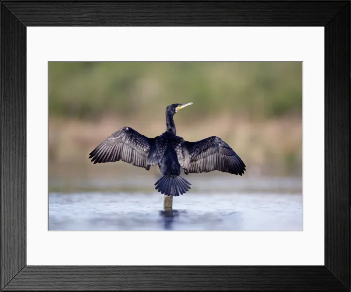 Framed Print : Great Cormorant - male in breeding colours showing wings open for drying - Cleveland - UK Framed Print : Great Cormorant - male in breeding colours showing wings open for drying - Cleveland - UK