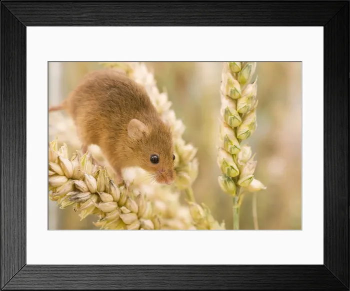 Framed Print : Harvest Mouse on wheat. UK Framed Print : Harvest Mouse on wheat. UK