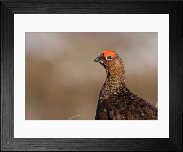 Framed Print : Red Grouse - Single adult male looking at the camera, Cairngorms, Scotland, UK Framed Print : Red Grouse - Single adult male looking at the camera, Cairngorms, Scotland, UK