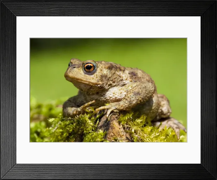 Framed Print : Common Toad - Adult female sitting on moss covered log, Wiltshire, England, UK Framed Print : Common Toad - Adult female sitting on moss covered log, Wiltshire, England, UK