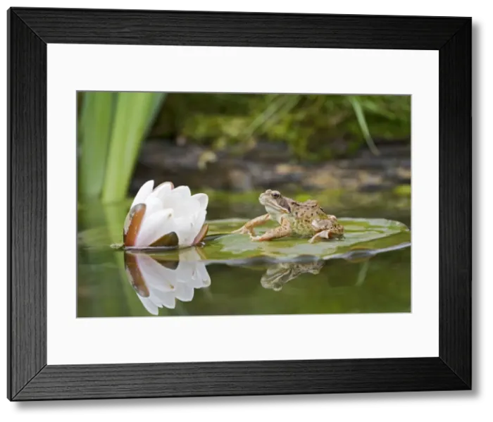 Framed Print : Common frog – on lily pad with reflection Bedfordshire UK 004709 Framed Print : Common frog – on lily pad with reflection Bedfordshire UK 004709