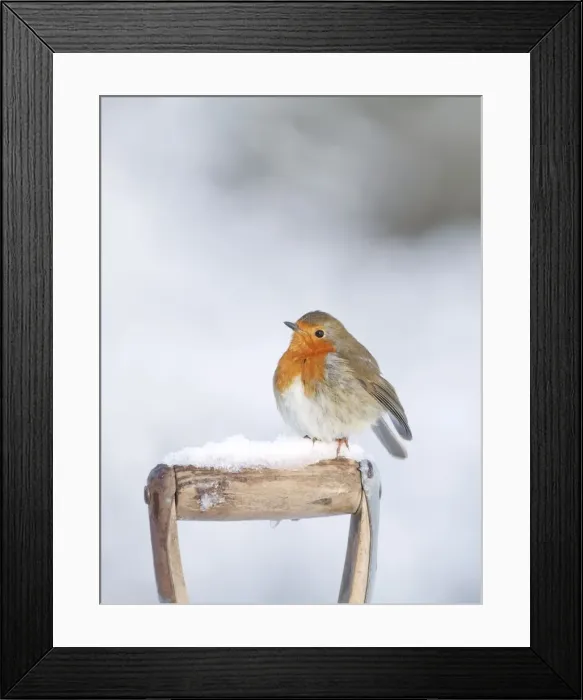 Framed Print : Robin - on spade handle in snow - Bedfordshire UK 007997 Framed Print : Robin - on spade handle in snow - Bedfordshire UK 007997