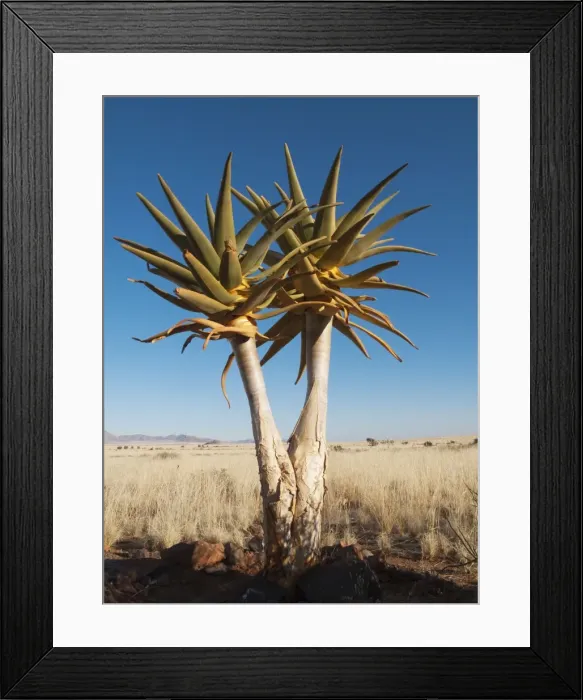 Framed Print : Quiver Tree - formerly the hollowed out branches of these trees were used as quivers by the Bushmen - planted young tree at a lodge at the edge of the southern Namib Desert - Namibia Framed Print : Quiver Tree - formerly the hollowed out branches of these trees were used as quivers by the Bushmen - planted young tree at a lodge at the edge of the southern Namib Desert - Namibia