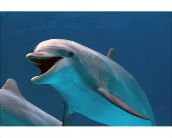 IMG 8656. STA-266. Bottlenose Dolphin - swimming underwater