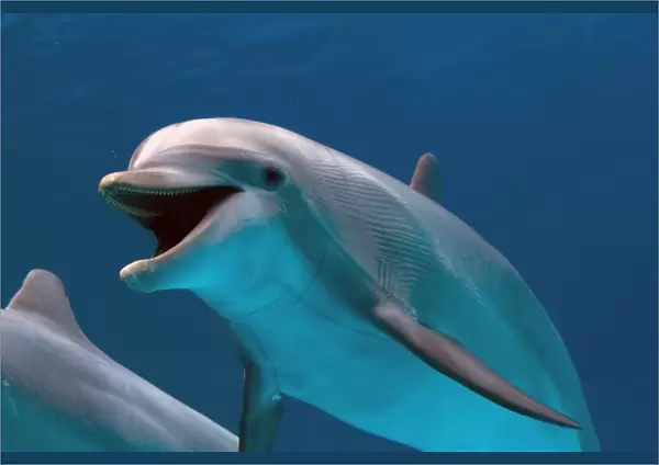 IMG 8656. STA-266. Bottlenose Dolphin - swimming underwater