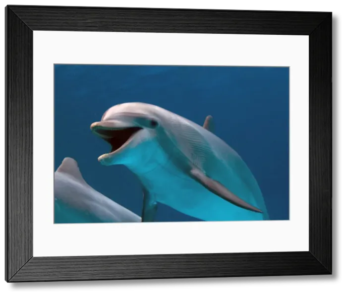 Framed Print : IMG 8656. STA-266. Bottlenose Dolphin - swimming underwater Framed Print : IMG 8656. STA-266. Bottlenose Dolphin - swimming underwater