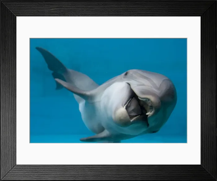 Framed Print : IMG 6653. STA-262. Bottlenose Dolphin - swimming on side underwater Framed Print : IMG 6653. STA-262. Bottlenose Dolphin - swimming on side underwater