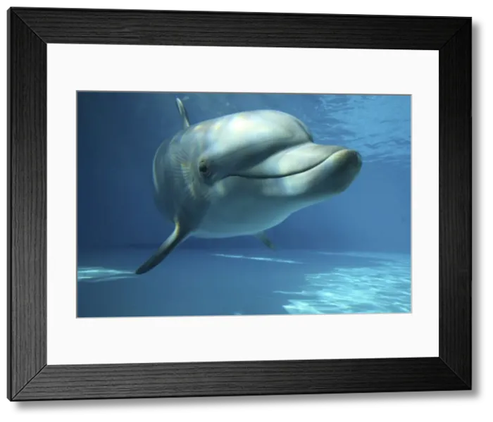 Framed Print : Bottlenose Dolphin - swimming underwater Framed Print : Bottlenose Dolphin - swimming underwater