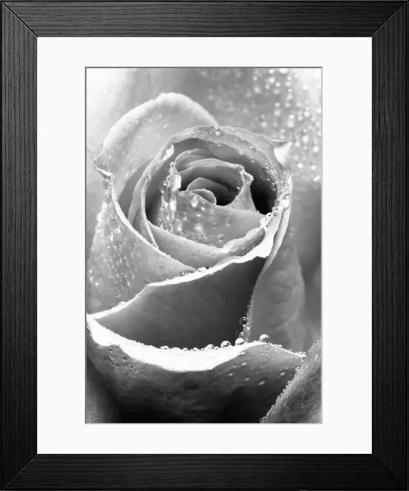 Framed Print : Rose Flower Close up Digital Manipulation: B&W Framed Print : Rose Flower Close up Digital Manipulation: B&W