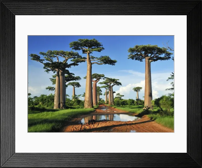 Framed Print : Grandidier's Baobab - near Morondava - Madagascar Framed Print : Grandidier's Baobab - near Morondava - Madagascar