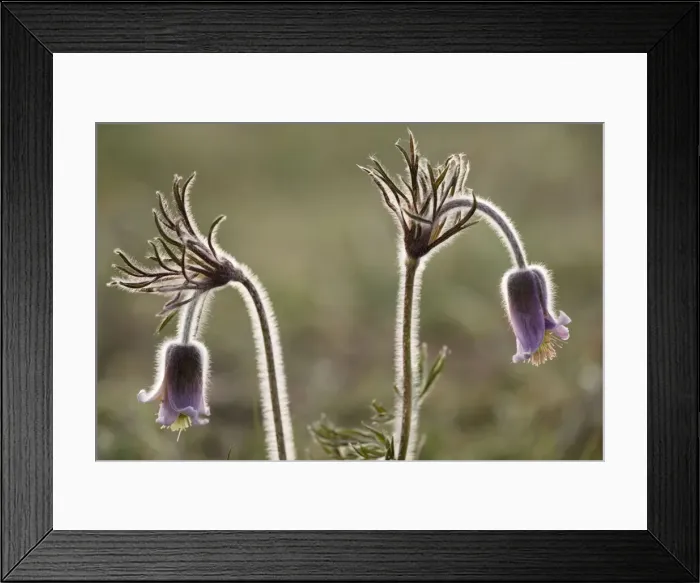 Framed Print : Small Pasque flower (Pulsatilla pratensis), evening light. Sweden Framed Print : Small Pasque flower (Pulsatilla pratensis), evening light. Sweden