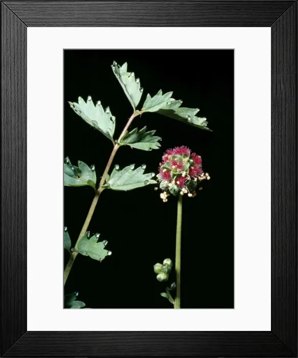Framed Print : Salad Burnet Framed Print : Salad Burnet
