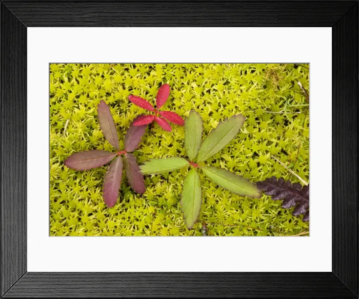 Framed Print : Marsh cinquefoil (Potentilla palustris), growing on bog surface; leaves only. Scotland