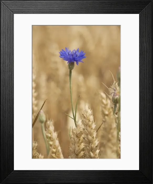 Framed Print : Cornflowers (Centaurea cyanus) in cornfield; now very rare in UK Framed Print : Cornflowers (Centaurea cyanus) in cornfield; now very rare in UK