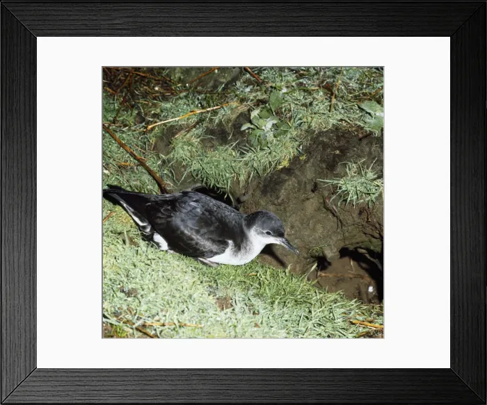 Framed Print : Manx Shearwater - at burrow entrance - Skomer Framed Print : Manx Shearwater - at burrow entrance - Skomer