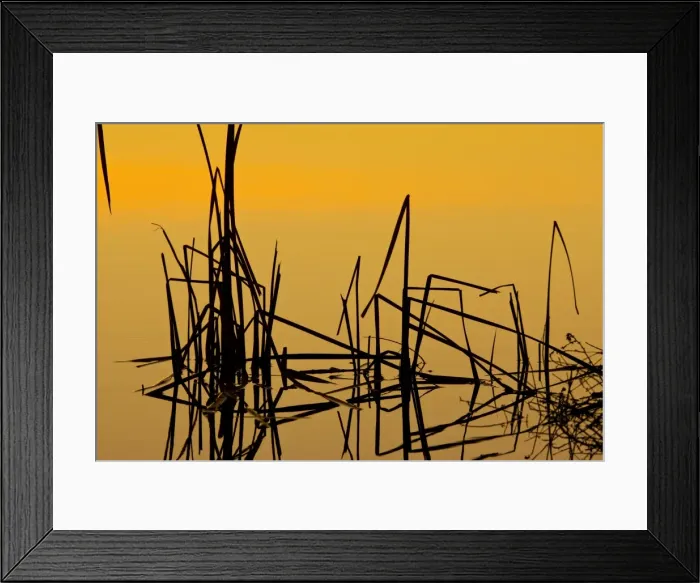 Framed Print : Patterns of reeds in lake at sunset, Arizona Framed Print : Patterns of reeds in lake at sunset, Arizona