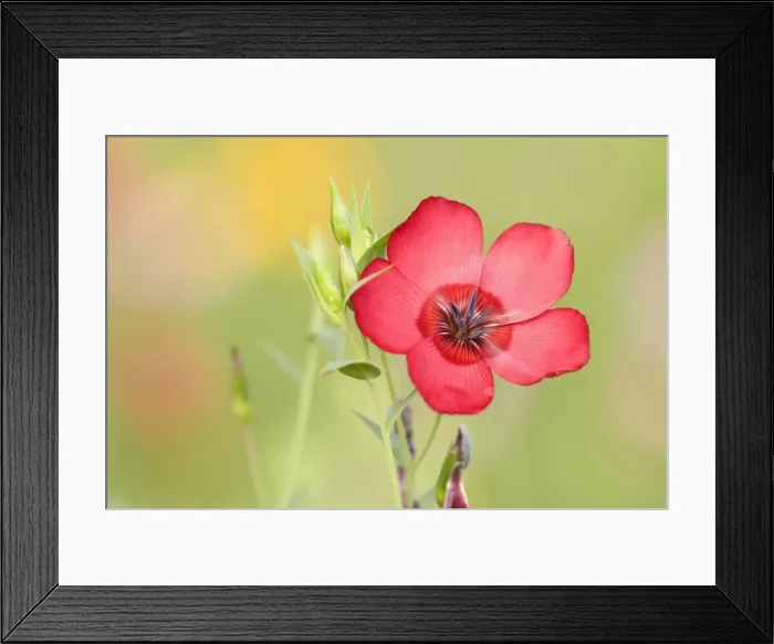 Framed Print : Scarlet Flax - single blossom of a scarlet flax - Baden-Wuerttemberg, Germany Framed Print : Scarlet Flax - single blossom of a scarlet flax - Baden-Wuerttemberg, Germany