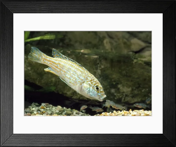 Framed Print : Malawi Fish - female - collecting fry in her mouth Framed Print : Malawi Fish - female - collecting fry in her mouth