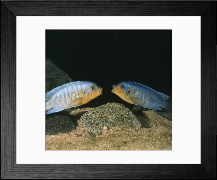 Framed Print : Lake Malawi Fish  /  Cichlid - sexual rivalry between males, mouth fighting. Fish on right losing brightness as he loses battle