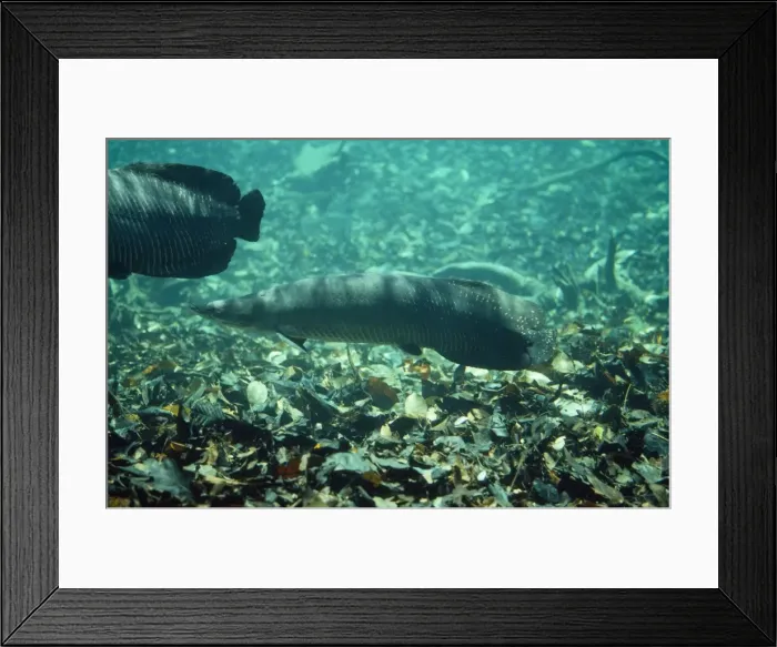 Framed Print : Arapaima / Pirarucu Fish Amazon Framed Print : Arapaima / Pirarucu Fish Amazon