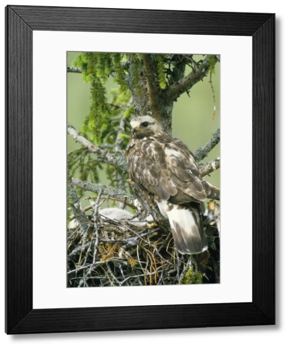 Framed Print : Rough Legged Buzzard / Hawk - at nest with young Framed Print : Rough Legged Buzzard / Hawk - at nest with young