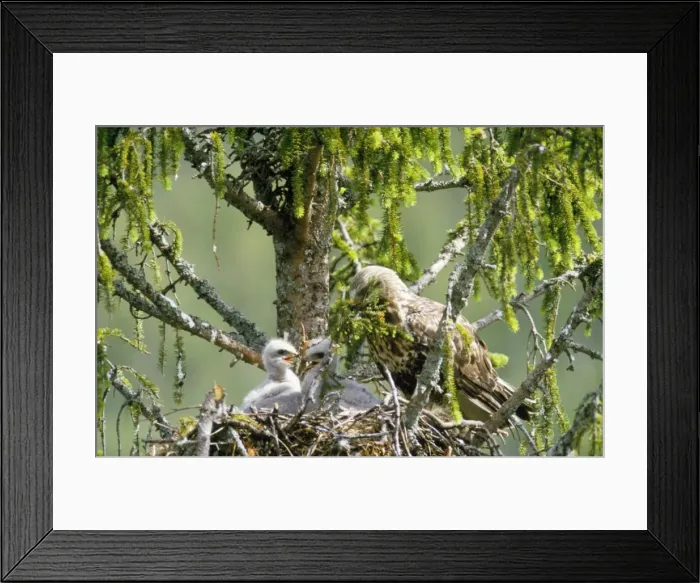 Framed Print : Rough Legged Buzzard / Hawk - at nest with young Framed Print : Rough Legged Buzzard / Hawk - at nest with young
