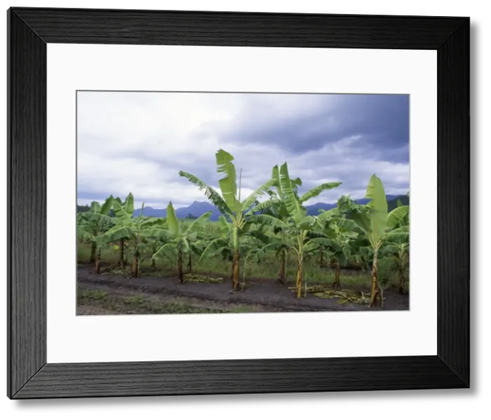 Framed Print : Banana Plantation - on former Rainforest land Queensland Australia Framed Print : Banana Plantation - on former Rainforest land Queensland Australia