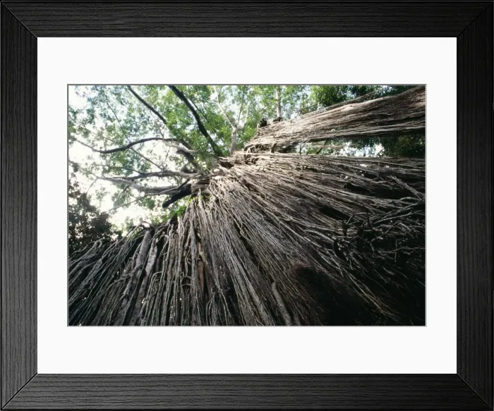 Framed Print : Curtain Fig Yungaburra SF Queensland Framed Print : Curtain Fig Yungaburra SF Queensland