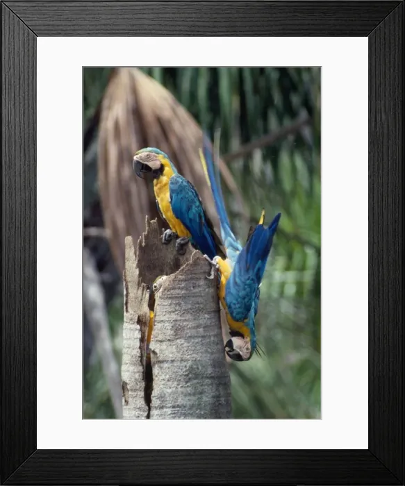 Framed Print : Blue & Yellow Macaw - adult pair at nest tree Framed Print : Blue & Yellow Macaw - adult pair at nest tree