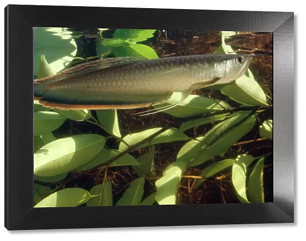 Silver Arawana  /  Arowana  /  Aruana Fish Amazon, South America