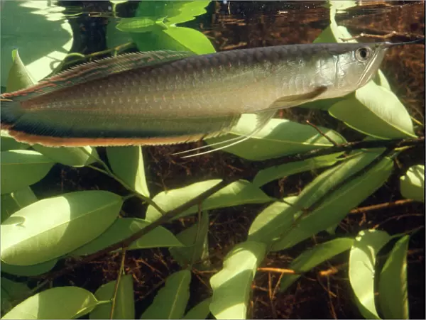Silver Arawana  /  Arowana  /  Aruana Fish Amazon, South America