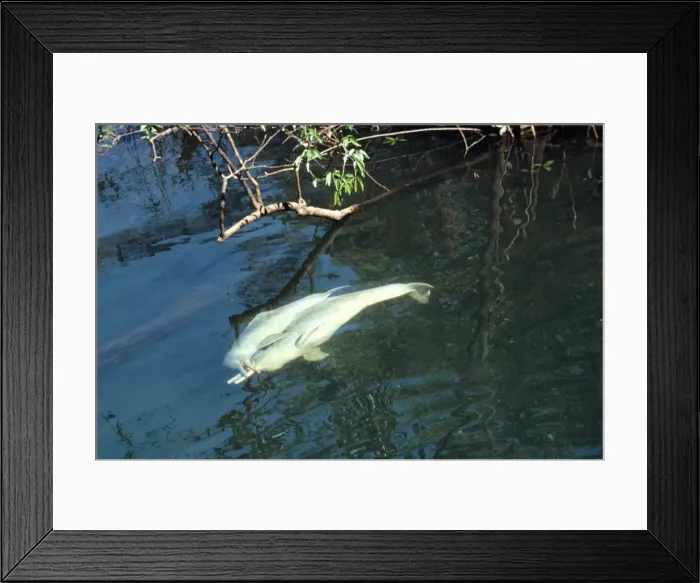Framed Print : Amazon / Boto / Pink River Dolphin - pair interacting in water Framed Print : Amazon / Boto / Pink River Dolphin - pair interacting in water