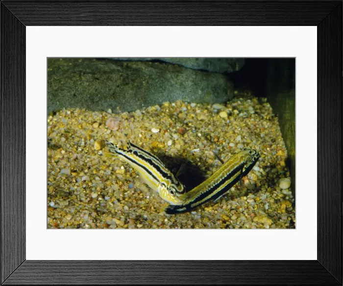 Framed Print : Malawi Golden Cichlid Spawning Framed Print : Malawi Golden Cichlid Spawning