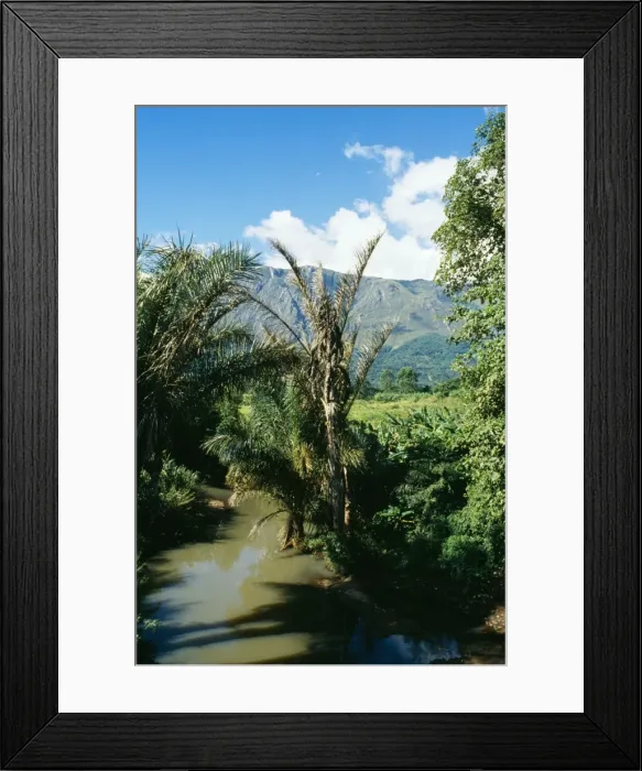 Framed Print : Africa Raffia Palms, Mulanje Plateau, Malawi Framed Print : Africa Raffia Palms, Mulanje Plateau, Malawi