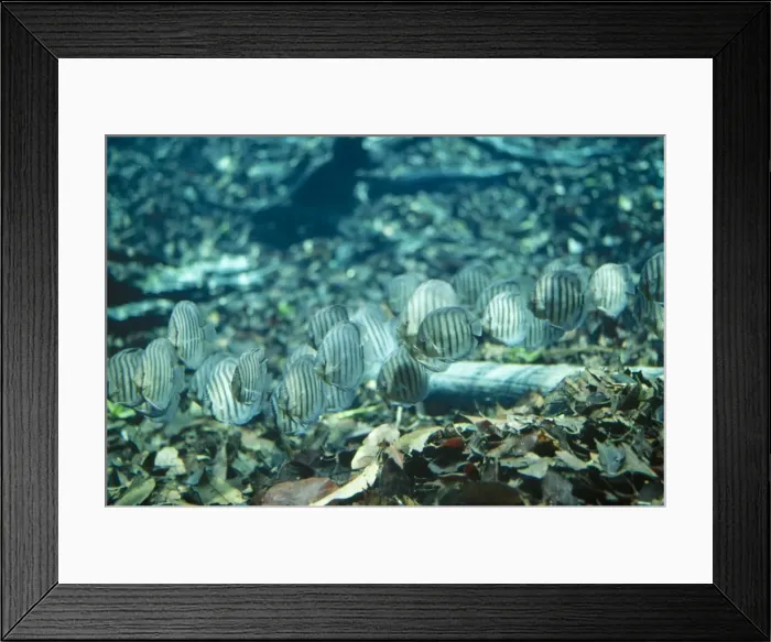 Framed Print : Discus / Cichlid Fish - freshwater Amazon Framed Print : Discus / Cichlid Fish - freshwater Amazon