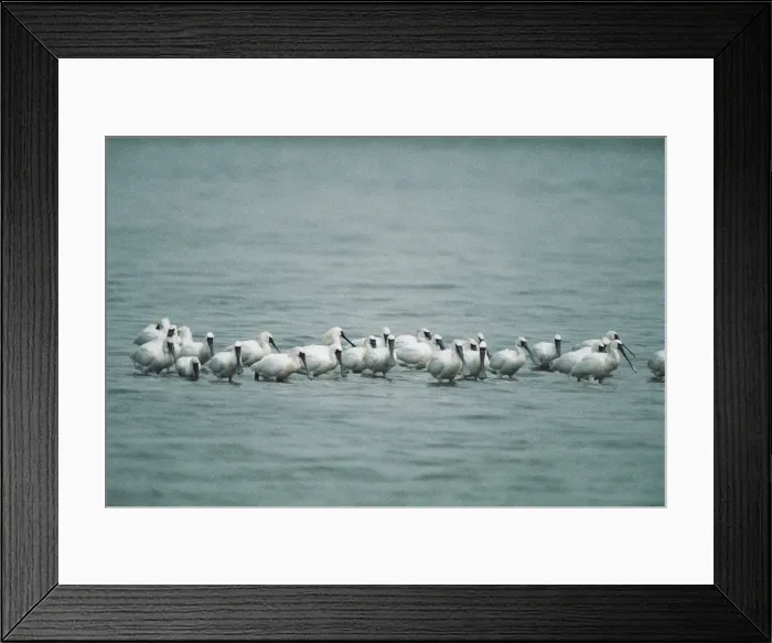 Framed Print : Black-faced Spoonbills - small flock wading, some showing breeding plumage Framed Print : Black-faced Spoonbills - small flock wading, some showing breeding plumage