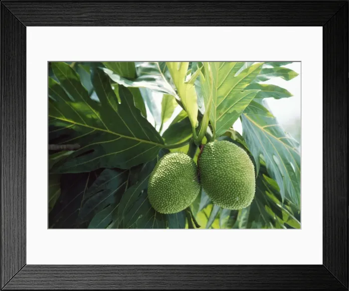 Framed Print : Bread Friut Fiji Island Framed Print : Bread Friut Fiji Island