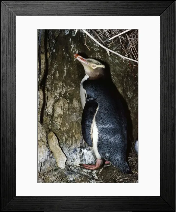 Framed Print : Yellow-eyed Penguin Framed Print : Yellow-eyed Penguin