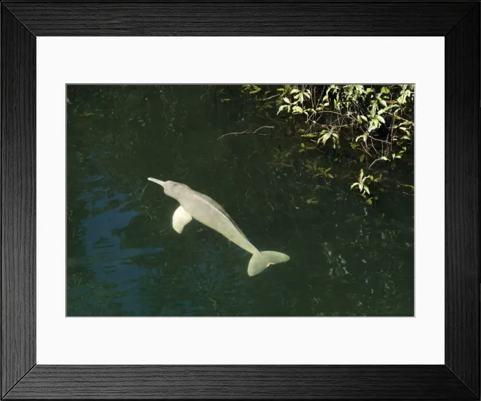Framed Print : Amazon / Boto / Pink River Dolphin - swimming at surface Framed Print : Amazon / Boto / Pink River Dolphin - swimming at surface