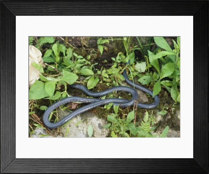 Framed Print : Caecilian Divisoria Loreto, Peru Framed Print : Caecilian Divisoria Loreto, Peru