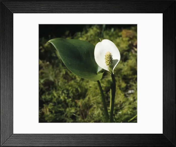 Framed Print : Bog Arum. AL-1504. BOG ARUM. Calla palustris Framed Print : Bog Arum. AL-1504. BOG ARUM. Calla palustris