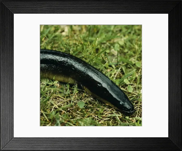 Framed Print : Eel. AL-1141. EEL - ON GRASS. Ake Lindau Framed Print : Eel. AL-1141. EEL - ON GRASS. Ake Lindau