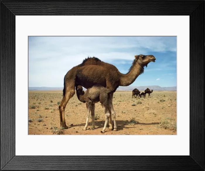 Framed Print : Dromedary Camel - with young suckling - Goulmima, Morocco Framed Print : Dromedary Camel - with young suckling - Goulmima, Morocco