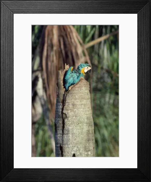 Framed Print : Blue & Yellow Macaw - chick at nest Framed Print : Blue & Yellow Macaw - chick at nest