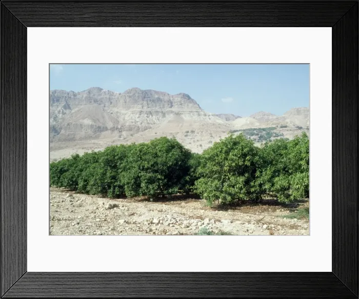 Framed Print : Avocado Tree- tree plantatin Israel Framed Print : Avocado Tree- tree plantatin Israel