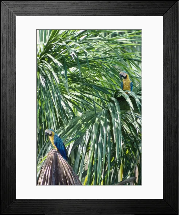 Framed Print : Blue & Yellow Macaws - two in Biriti Palm Swamps Framed Print : Blue & Yellow Macaws - two in Biriti Palm Swamps