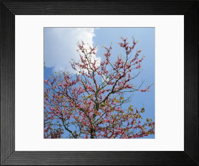 Framed Print : Judas Tree Corfu, Greece Framed Print : Judas Tree Corfu, Greece