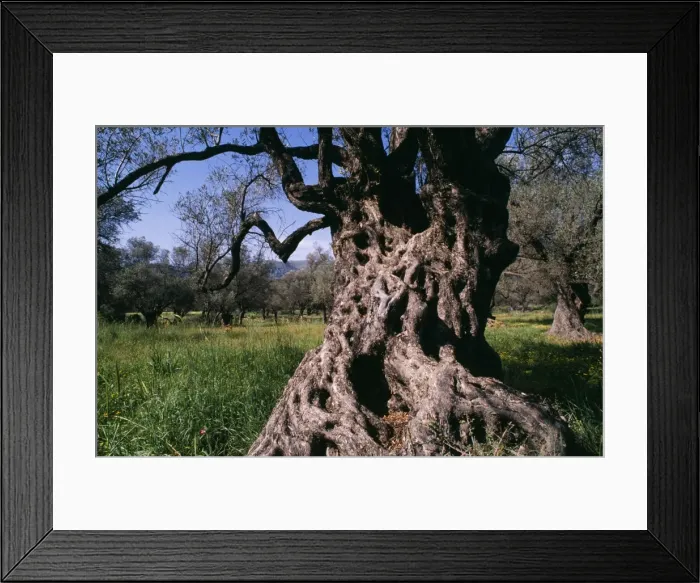 Framed Print : Old Olive Tree Crete Framed Print : Old Olive Tree Crete