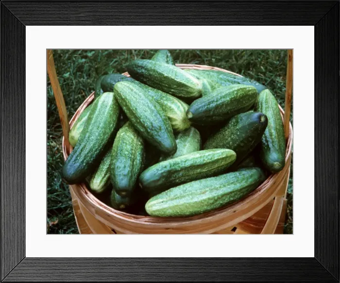 Framed Print : Cucumbers In basket Framed Print : Cucumbers In basket